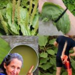 El Poder Secreto del Llantén: Remedios Naturales para la Salud