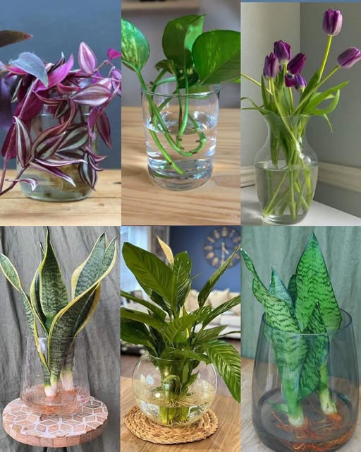 Selección de Plantas de Interior