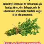 Descubre La Hierba Más Potente Para Tu Salud: Remedios Naturales y Efectivos