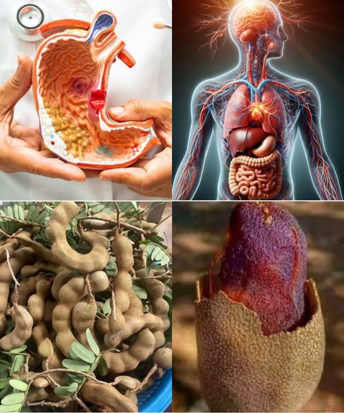 Diagrama del sistema digestivo humano