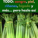 Los Increíbles Beneficios del Apio: Limpieza Natural para Salud Optimal