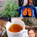La Fuerza Oculta de la Ceniza: Un Tesoro Natural para la Salud Respiratoria