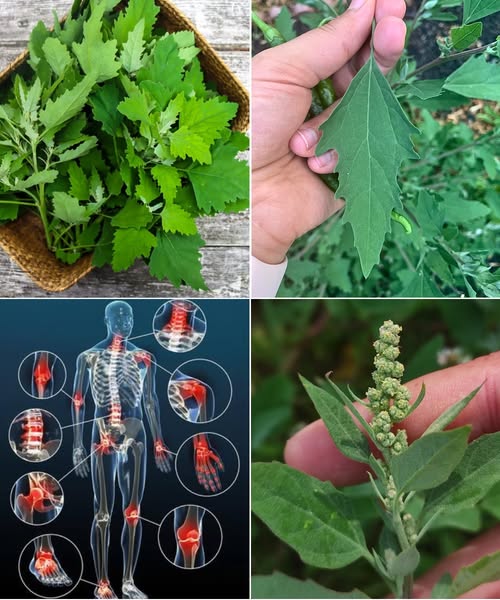 Epazote y sus propiedades medicinales