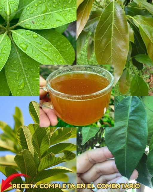 Infusión de hojas naturales