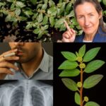 La Parietaria: ¡El Oro Verde en Tu Jardín para la Salud Pulmonar!