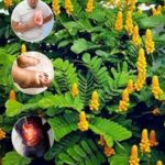 Planta de Sen: El Tesoro Escondido de Tu Jardín