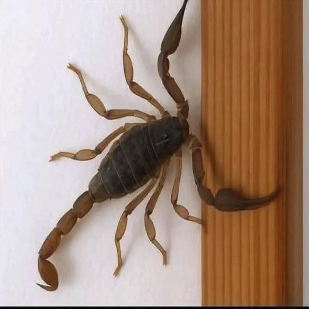 Escorpión sobre superficie de madera