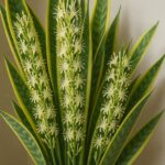 Cómo Hacer Florecer la Planta Lengua de Suegra: Un Truco Sencillo