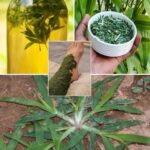 La Planta Milagrosa: Remedios Naturales para la Salud