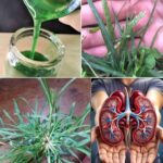 El Poder Oculto de la Hierba Gansa: Un Remedio Natural para la Salud Renal
