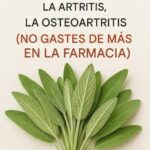 Todo lo que puedes hacer con una planta de salvia: Remedios Caseros y Beneficios para la Salud