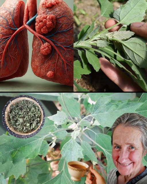Plantas medicinales y salud respiratoria