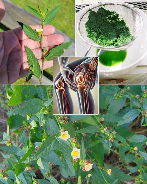 Hercampuri: Maravilla de la Naturaleza