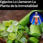 Aloe Vera: El Secreto de la Inmortalidad que los Egipcios Descubrieron