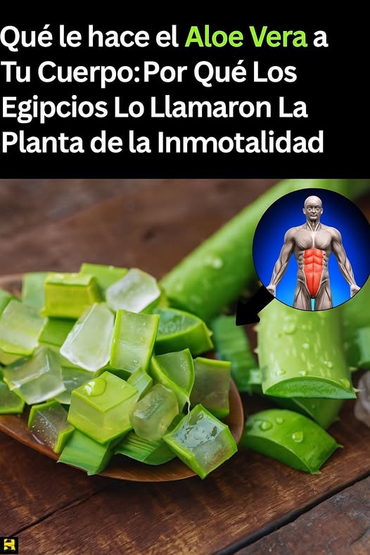 Aloe Vera y su impacto en el cuerpo