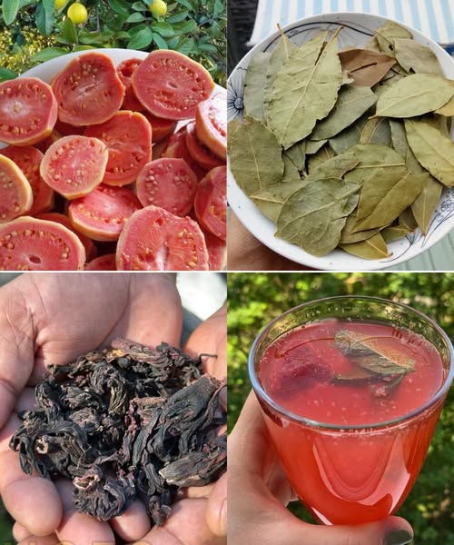 Ingredientes saludables: guayaba, hibisco y laurel