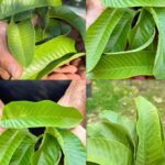 Beneficios de las Hojas de Guayaba: Un Tesoro Natural para tu Salud