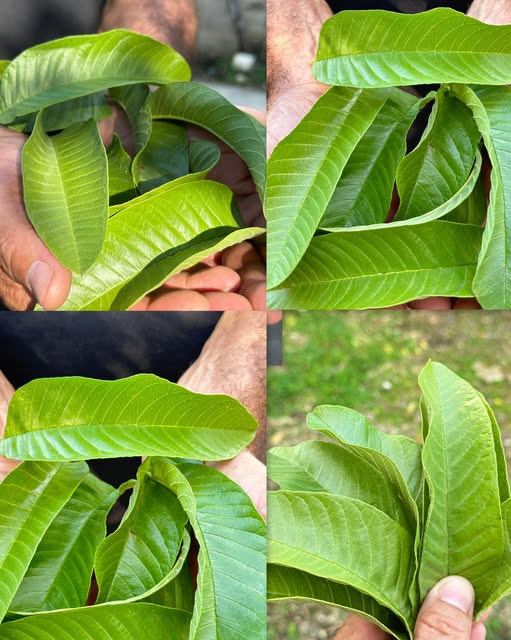 Hojas de guayaba