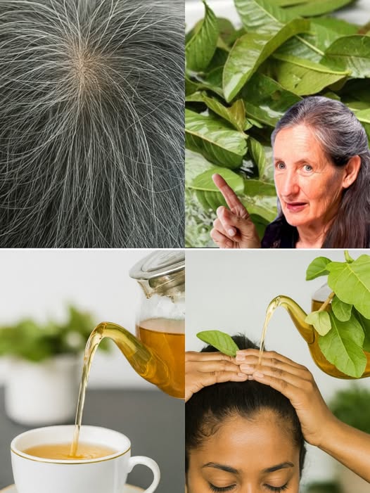 Remedio natural con hojas de guayaba para el cabello