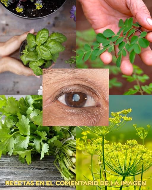 Hojas esenciales para la salud ocular