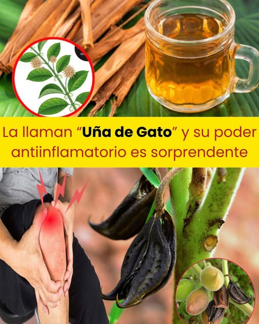Infusión de Uña de Gato