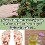 Descubre la Mimosa Pudica: Tu Aliada en Salud Natural