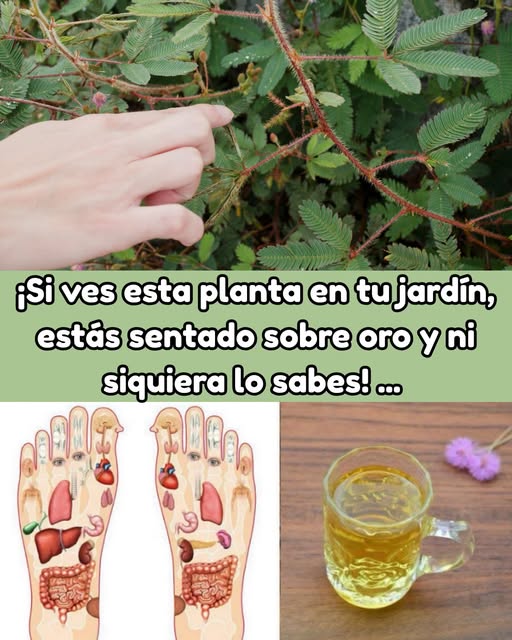 Mimosa Pudica