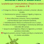 Chanca Piedra: La Planta Rompe Piedras que Mejora tu Salud