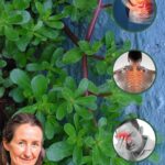 ¡Esta Planta es Más Sabrosa que la Carne! 7 Razones para Mantenerla en tu Jardín