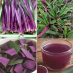 Descubre los Beneficios del Maguey Morado para la Salud