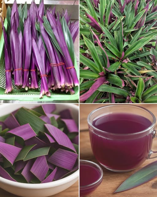 Maguey Morado