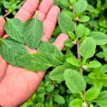 El Poder Oculto de las Plantas Medicinales: Descubre una Maravilla Natural
