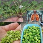 Descubre el Tesoro Oculto de la Naturaleza: Beneficios del *Pelargonium sidoides* para la Salud Respiratoria