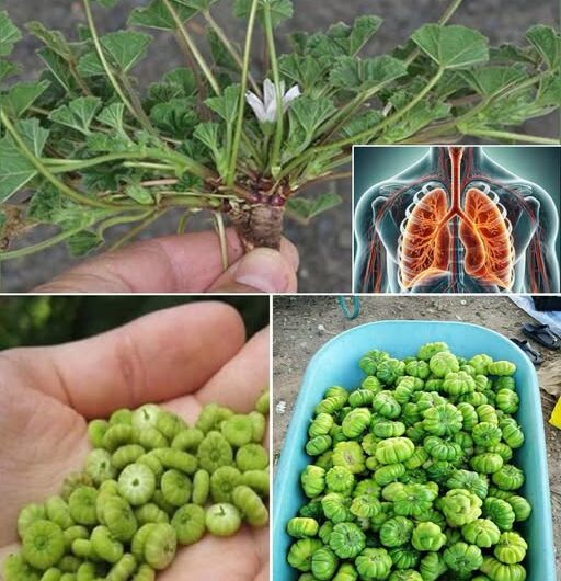 Descubre el Tesoro Oculto de la Naturaleza: Beneficios del *Pelargonium sidoides* para la Salud Respiratoria