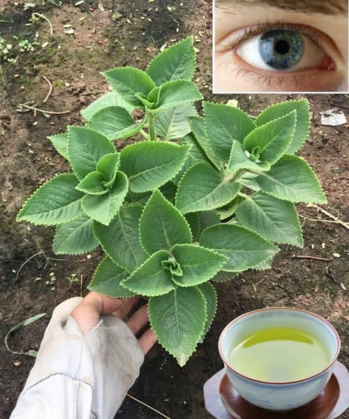 Infusión de Menta Mexicana