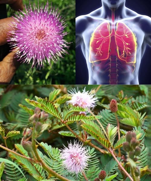 Mimosa Pudica y sus beneficios para la salud