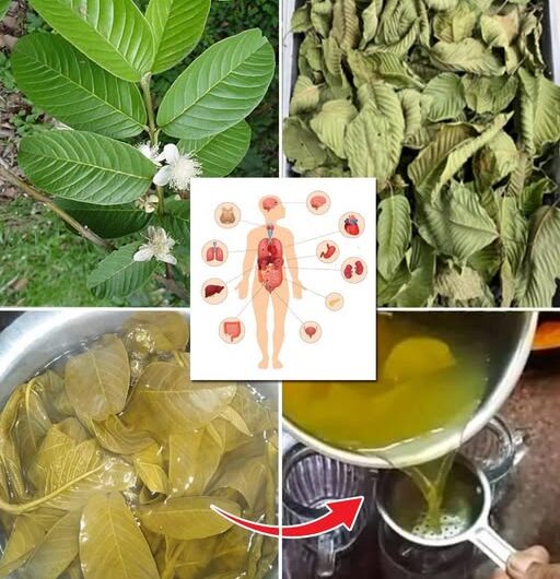 Beneficios de las Hojas de Guayaba: Tu Aliado Saludable