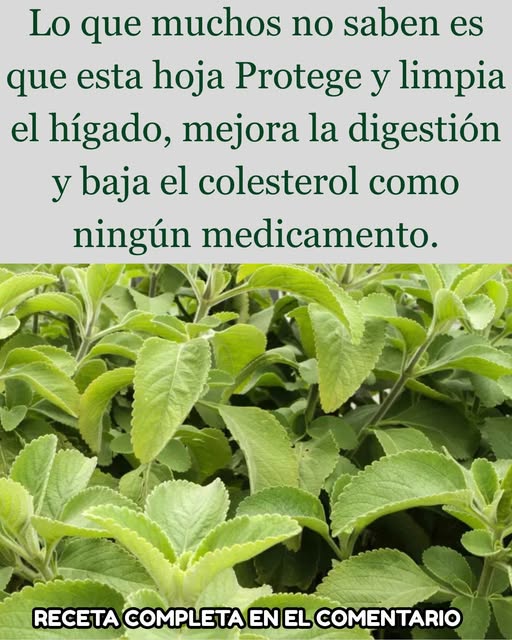 Planta medicinal