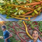 Verdolaga: ¡Más Sabrosa que la Carne! 7 Razones para Cultivarla en tu Jardín
