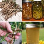 Descubre el Poder Curativo del Diente de León: Raíces Olvidadas en Nuestro Jardín