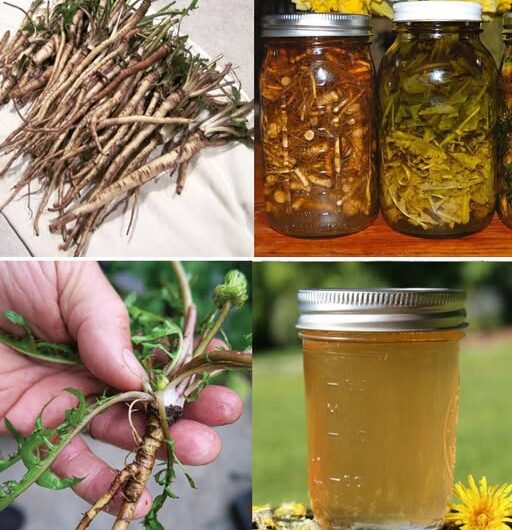 Descubre el Poder Curativo del Diente de León: Raíces Olvidadas en Nuestro Jardín