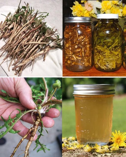 Raíces de diente de león y preparación de remedios