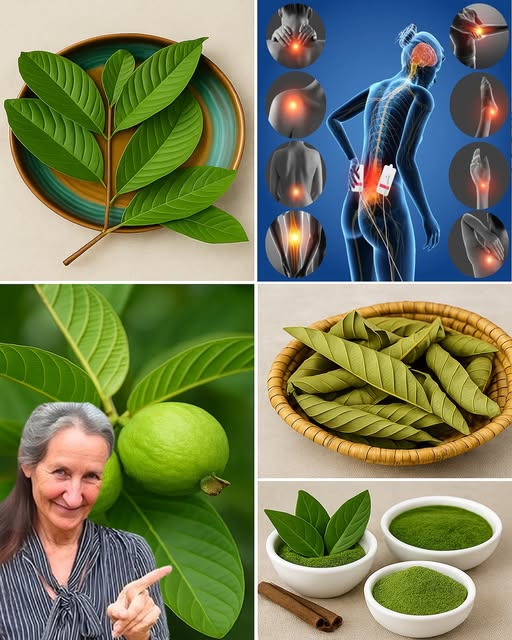 Hojas de guayaba y sus usos