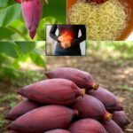 Beneficios de la Flor de Plátano: Remedios Naturales para Mejorar Tu Salud
