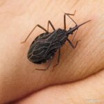 ¡Cuidado! La Chinche Besucona y su Riesgo en la Salud