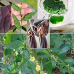 La Planta Silvestre que Limpia tu Hígado y Alivia el Dolor Mejor que las Pastillas