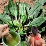 La Maravilla del Llantén: Un Tesoro Natural para la Salud