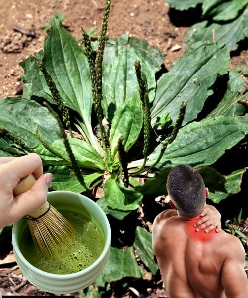 Llantén y uso en medicina natural