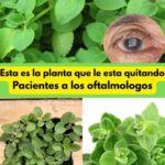 Descubre la Planta que Revitaliza la Salud Ocular