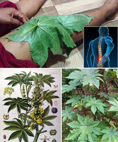 Planta de Ricino